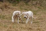 DOGUE ARGENTIN 198
